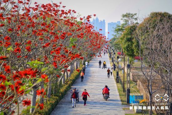 福建泉州：古城春意盛 花开红似火