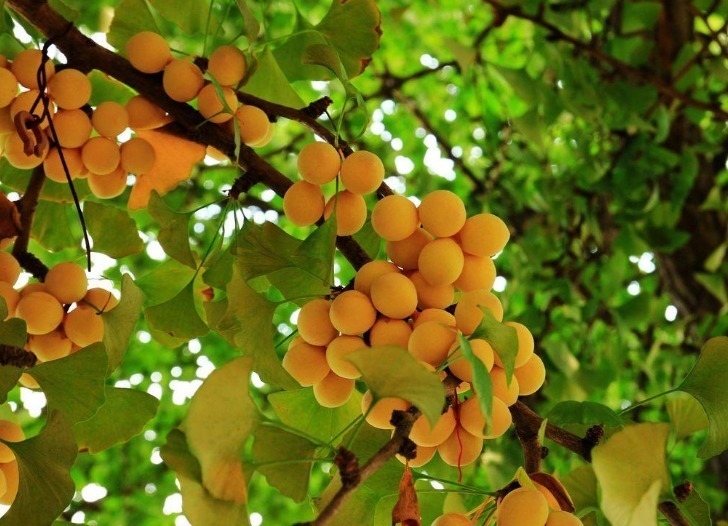 “门前有三树,家兴富三世”,指的是哪三种树老祖宗传下的讲究