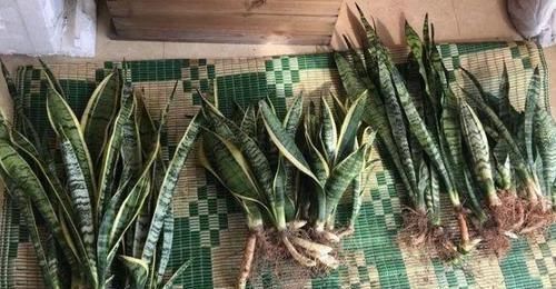 多菌灵|冬天养虎皮兰，盆土长毛咋办？趁早这么干，不然就救不活了