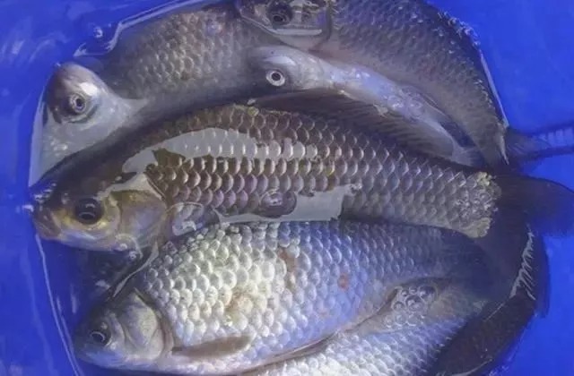 经典野钓鲫鱼商品饵料配方,下竿就中鱼,简单粗暴!