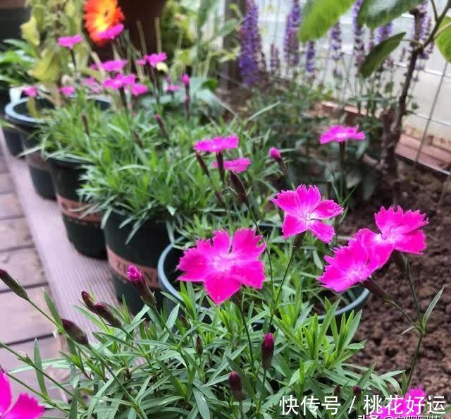 栽种|小院养花，石竹花是首选，耐晒，花期长，不怕涝，开花还很多