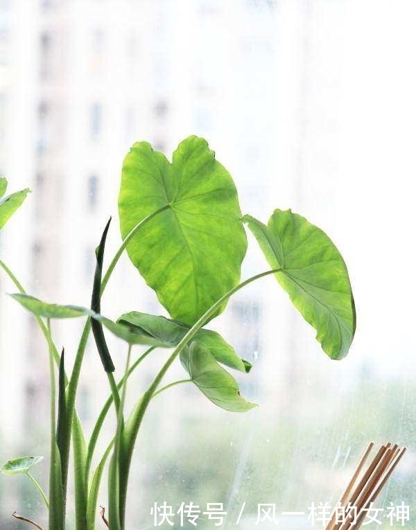 这种蔬菜吃剩了别扔,泡水里就疯长,比滴水观音还要漂亮100倍