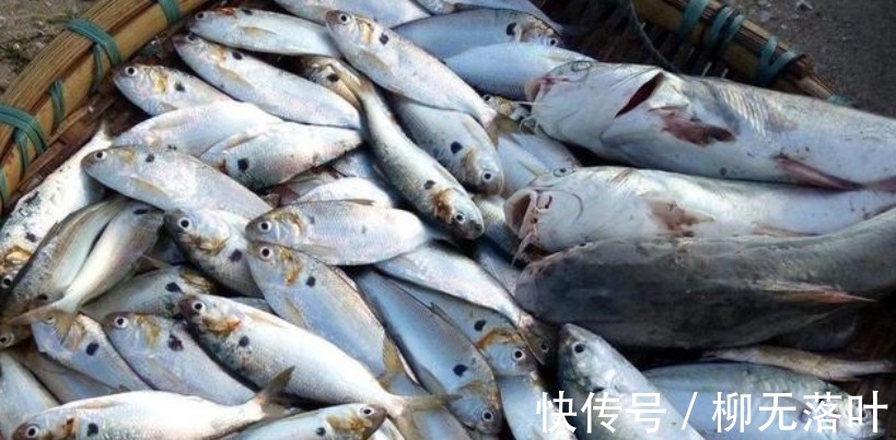 黄海|这7种海鱼，目前无法养殖，都是野生的，营养又好吃，价格还不贵！