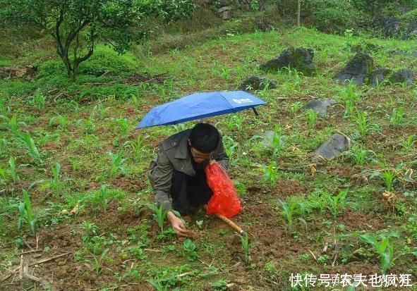 常长在玉米地，有很强毒性不能生吃，20年前很多人挖它挣学费