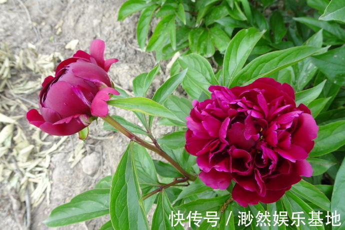 喜欢菊花,不如养盆彼得布兰德,开花红艳似火,花型艳丽!