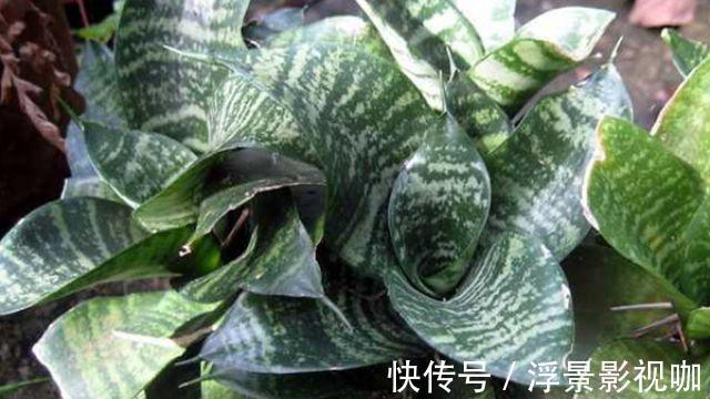 虎皮兰也要加餐,盆里掺上它,呼呼长成“大高个”!