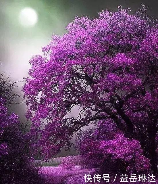 太美了，世界照片今天终于传来，罕见至极，一睹为快