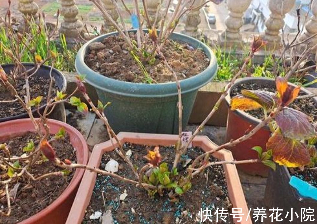 3种花要休眠，抓紧补上一次“冬肥”，春天新芽长得旺