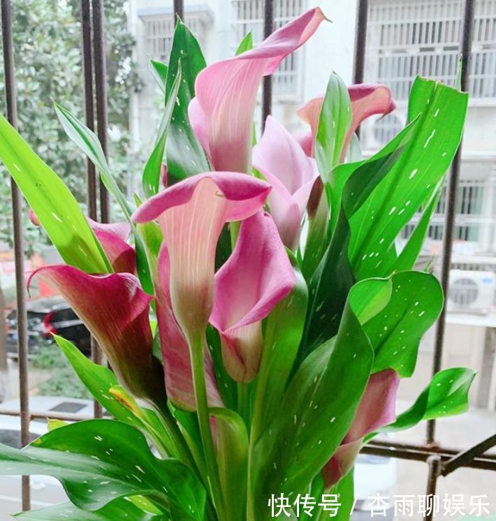 3种花养家里，惊艳无限天天有花赏，花开漂亮，美爆阳台成花园