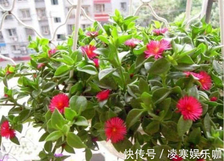 阳台上|开花最香的4种花，家里养一盆，满屋飘香，越过越富裕有钱