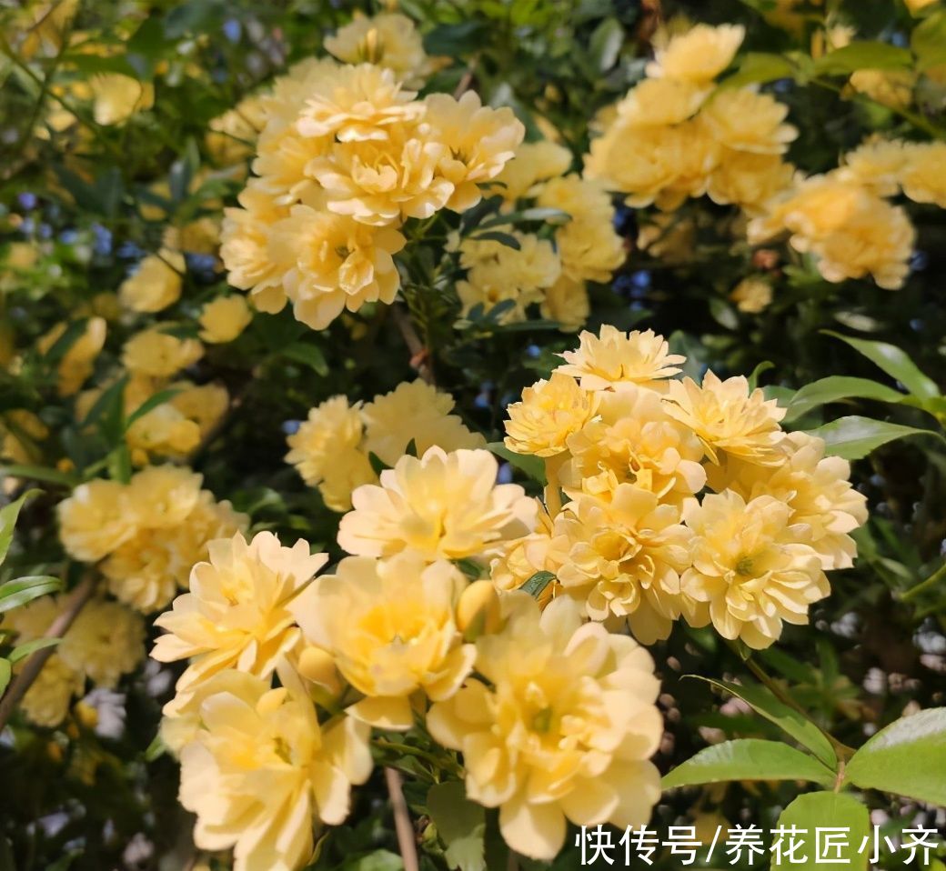 一个真正会养花的人，都有这3种“特征”，新手值得学习