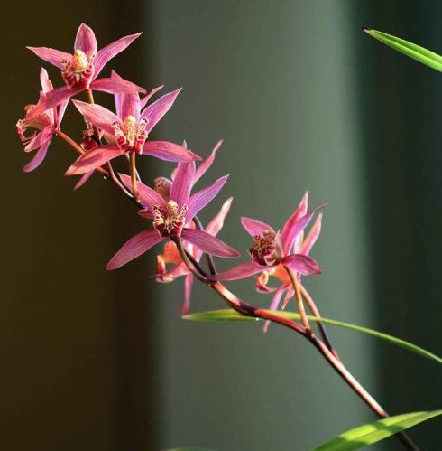 国魂|这款兰花,能轻松开爆盆,花色比国魂还艳,花香比香水还好闻10倍