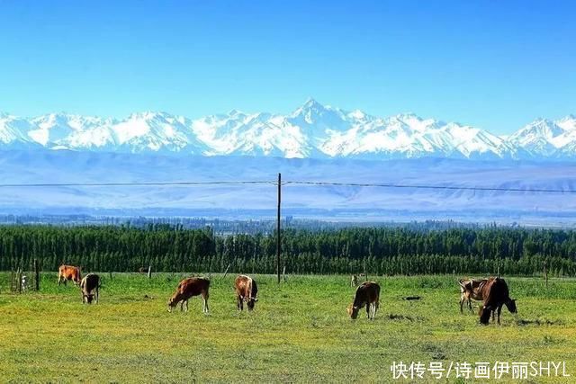 伊犁河谷:天山红花几月开?