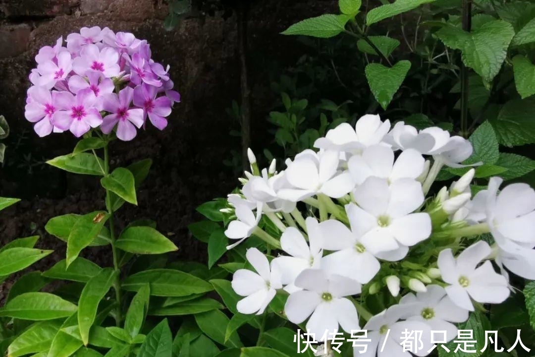 “寿命长”的10种花,寓意好,格调高,老人见了眉开眼笑!