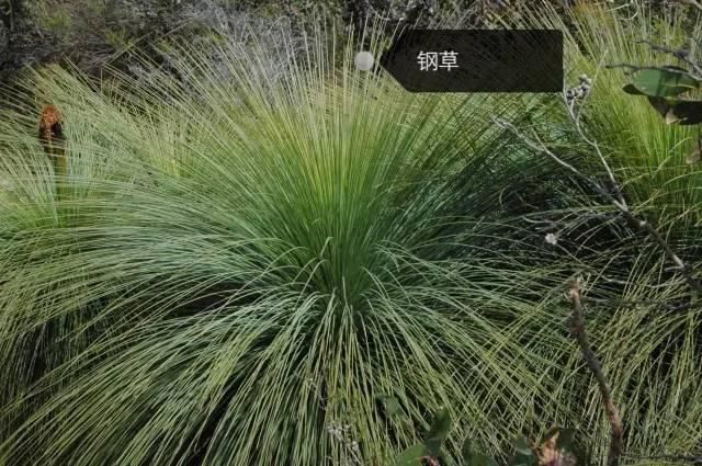 150种常见植物及花卉，你认识几个？