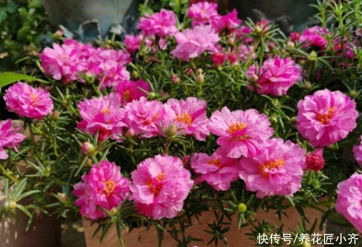 植物|七月适合种啥花？就是这4种花，能持续开花到冬季，关键是好养