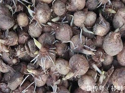 胃溃疡|请问姜半夏的功效、作用及忌讳都有什么