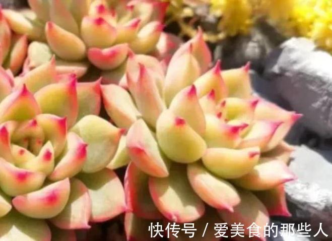 冬天上色的多肉移到室内,注意3个事项避免徒长和褪色