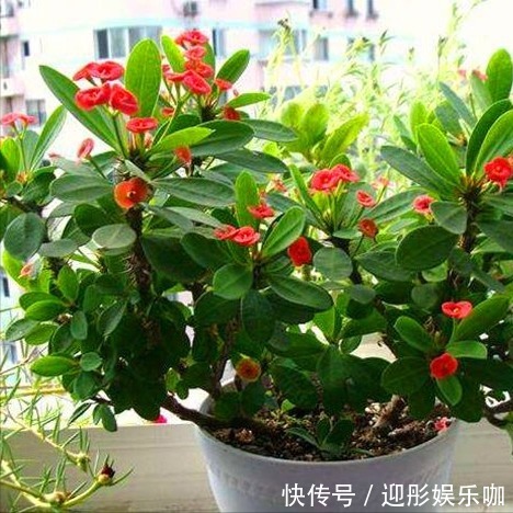 浇水|7种“漂亮花”,一个月不浇水,反而爱爆盆,越不管它越开花