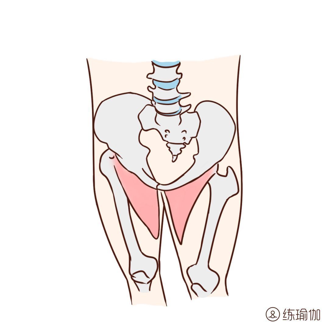 身体|每天坚持打开腹股沟5分钟，身体会发生什么变化