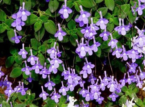 新手选此款花卉,不用操啥心,枝头窜满花苞,建造绝美小花园