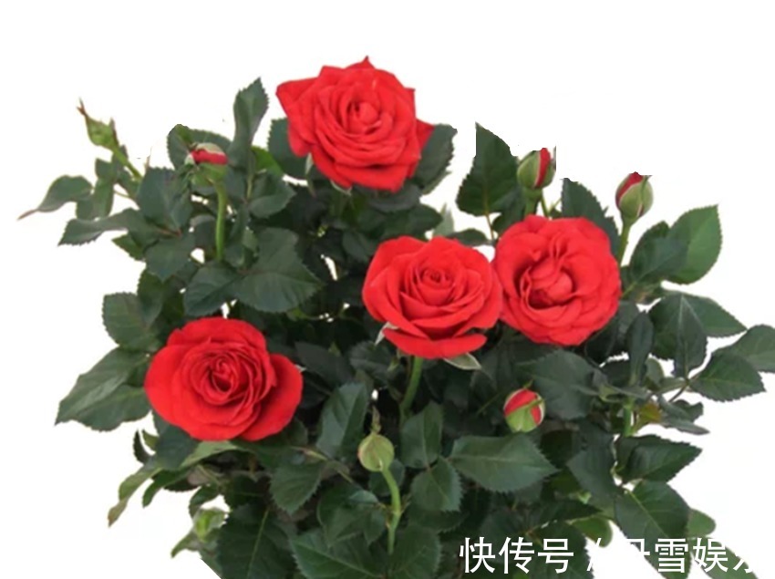 浇花|自制绿叶水，一月用一次，花卉叶片浓绿油亮，长势迅猛