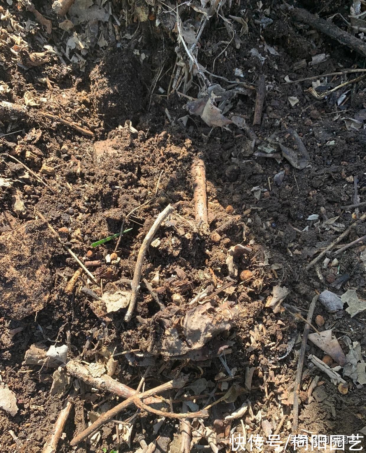 腐殖土|种多肉非要买土吗？不花钱的营养土：腐殖土配松针，顶呱呱好用