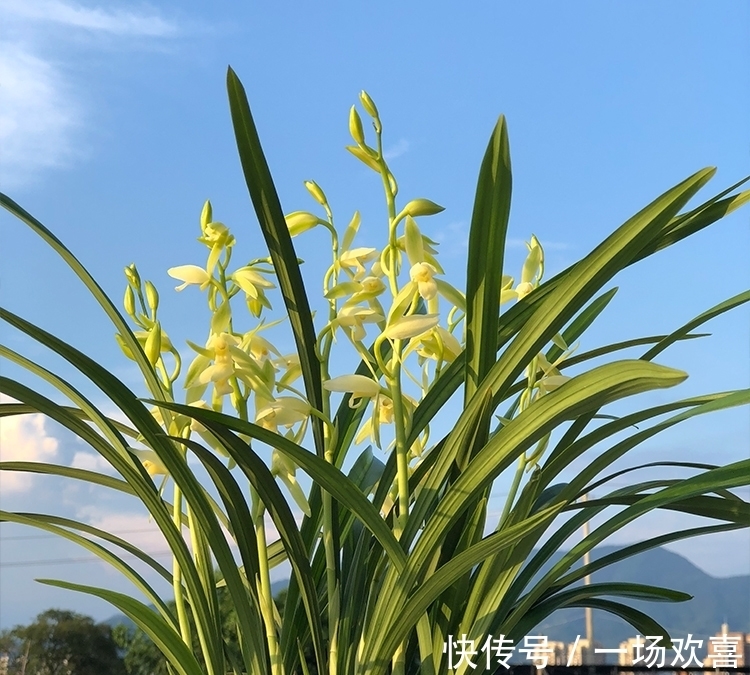 兰花|此兰花价格便宜，但性价比很高，香味扑鼻还好养，每年可开花4次