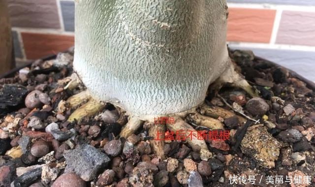 沙漠玫瑰“八爪根”完整教程,自己在家就能做,2年后价值翻几倍!