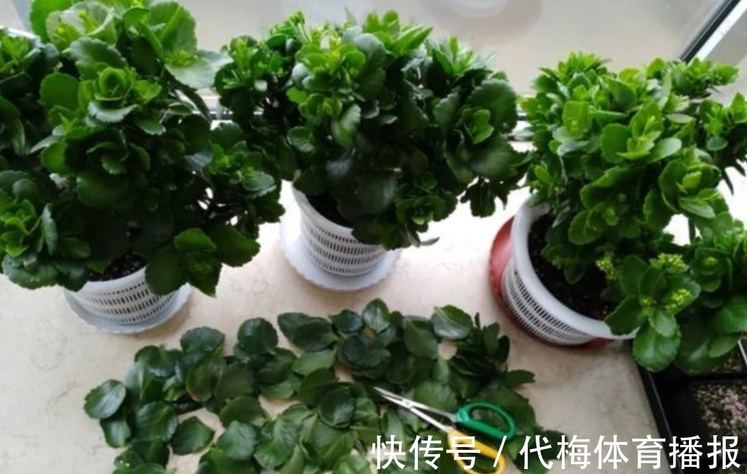 长寿花马上要长花芽，它有“3怕2喜”，做错了影响孕蕾开花