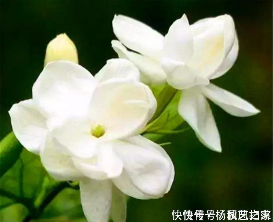 根系|冬天养茉莉花,做好“3个狠”,枝干健康根系壮,到了春天开爆盆