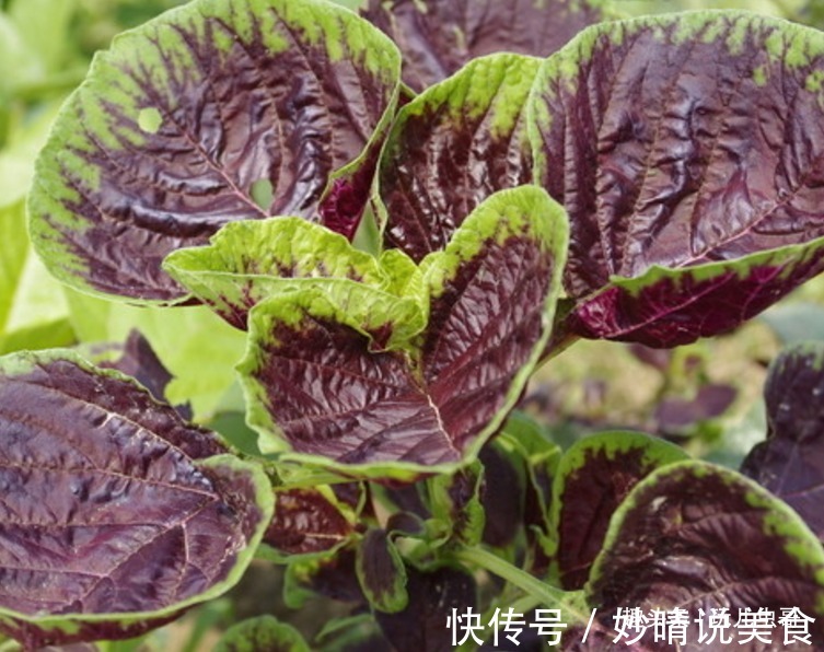 反季|苋菜减肥排毒,营养丰富,掌握三点,种出优质美味反季节苋菜来!