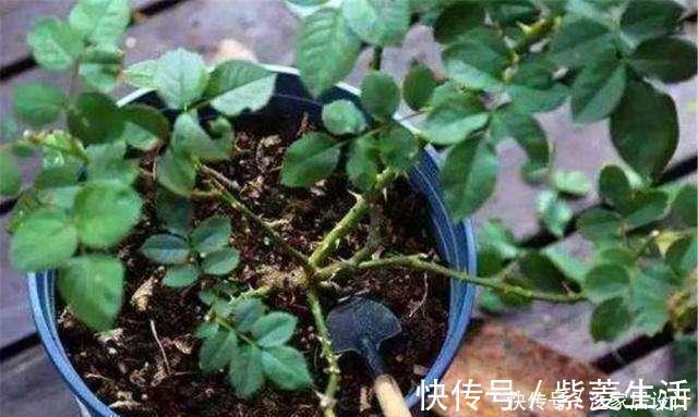 花盆|花市看到这样的“花”,再喜欢也不要买,养不久,白花钱