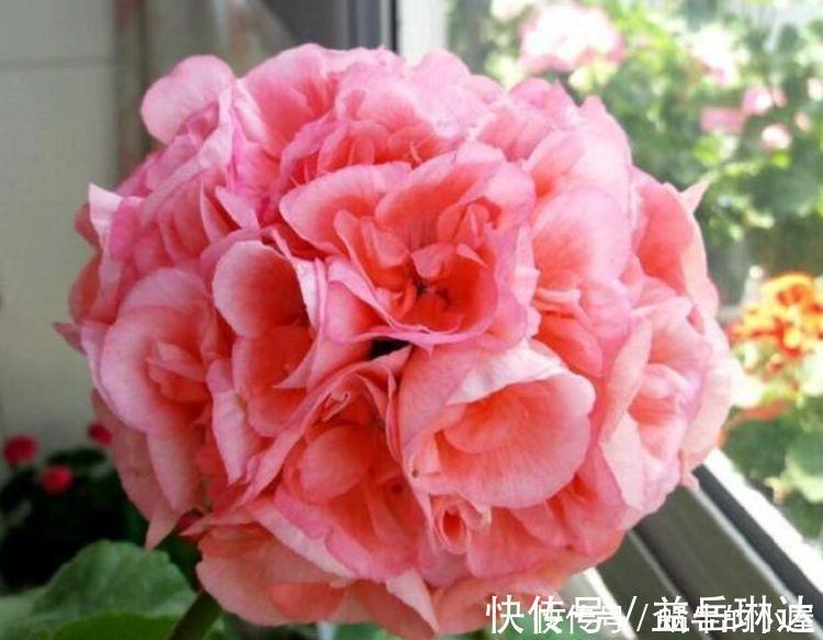 栀子花|4种花不怕冷不怕热，好养又漂亮，养家里，1盆顶5盆
