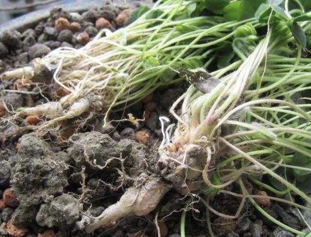 在阴湿的田野里,生长着1种“酸酸草”,根茎像“白萝卜”,珍贵