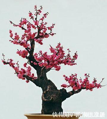 漂亮|4种耐寒花，好养又漂亮，香艳又喜庆，冷空气来临就开花！