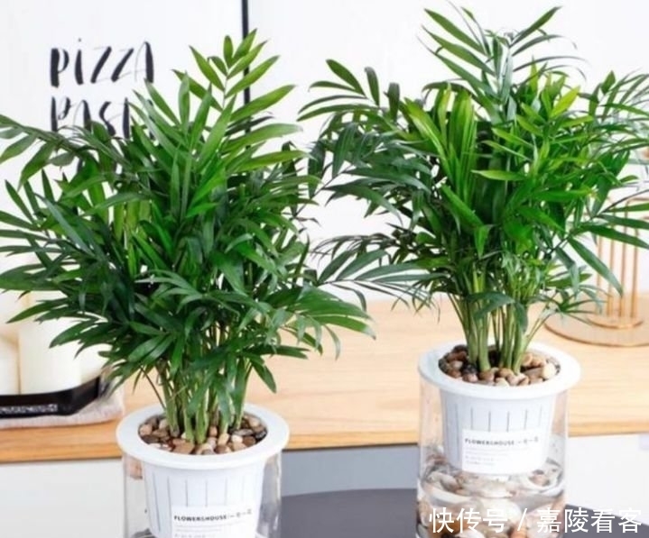 此花超漂亮,沾土就活,家里养一盆,招财又纳福!