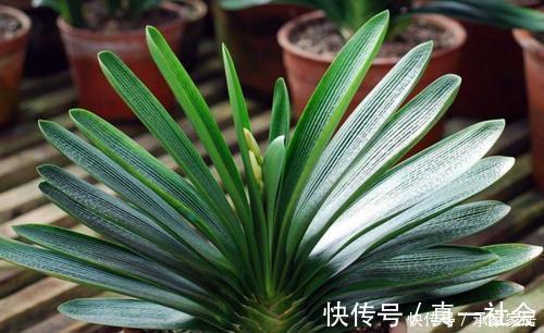 养君子兰不会浇水主要看叶子,水多水少有信号,养护也方便