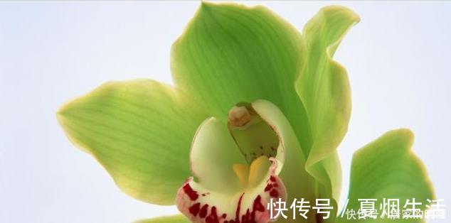 兰花市场的水很深,那怎么才能分辨出一株兰花的好坏?