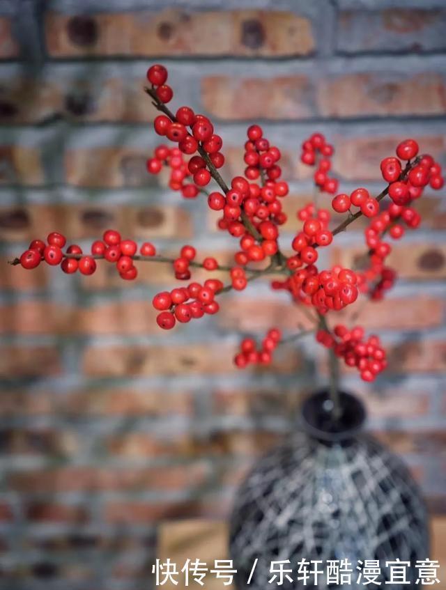 这3种花,零下20度冻不死,现在买一盆,新年不愁没花看