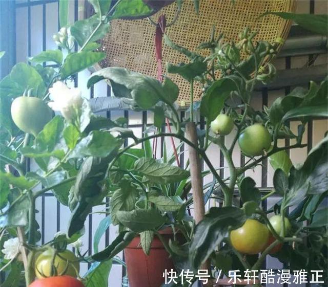 盆栽|在家种植瓜果这个季节熟了,健康又美味,小孩子太开心