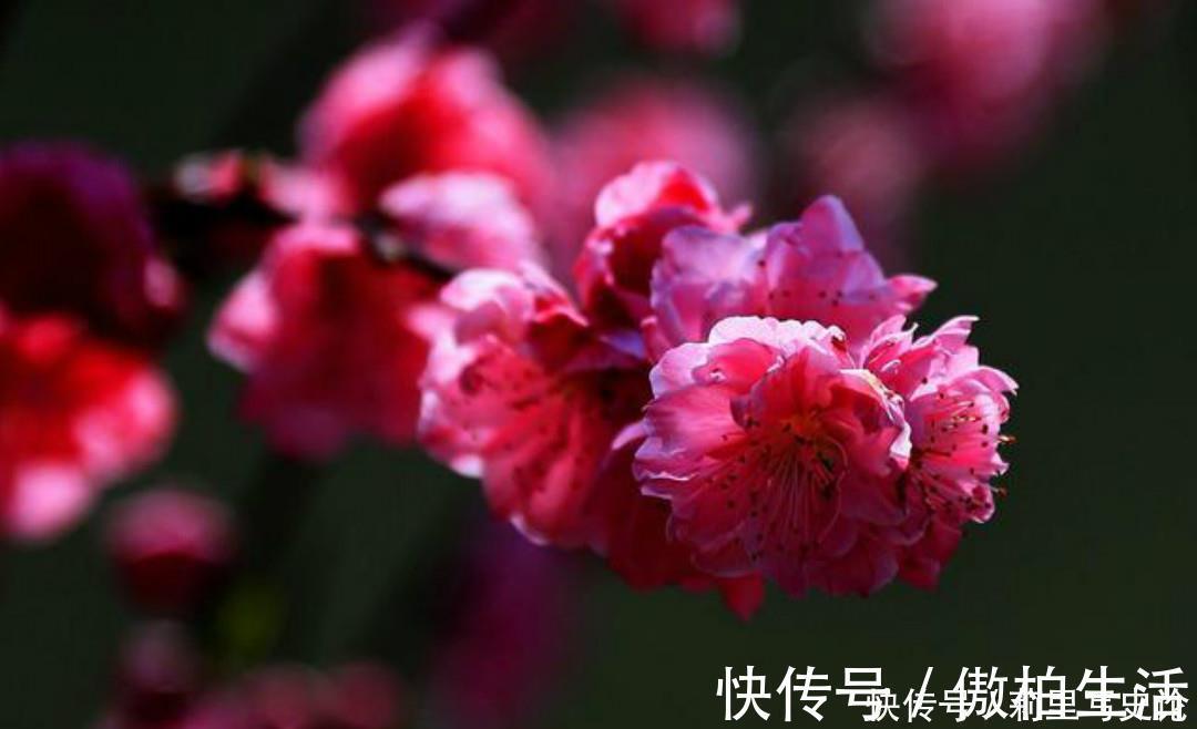 少年时代|元稹的一片深情让人感动,这首经典的《桃花》,每一句都很感人