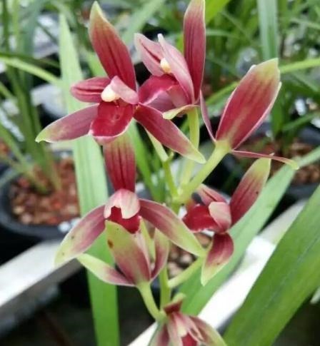 此兰花“一苗难求”,花开有其香,是顶级红素,曾被炒到百万