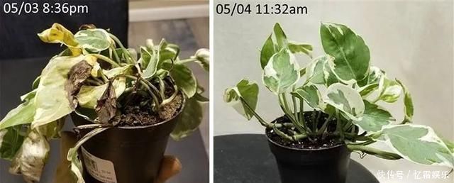 快枯死的绿植在大神手下起死回生,对比图超治愈又励志哇