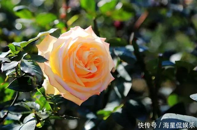 修剪|玫瑰象征美好爱情,怎么养才能花繁叶茂需要满足4个条件