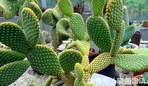 仙人掌不会养,教你4个小妙招,轻松让叶片油绿,肥厚宽大