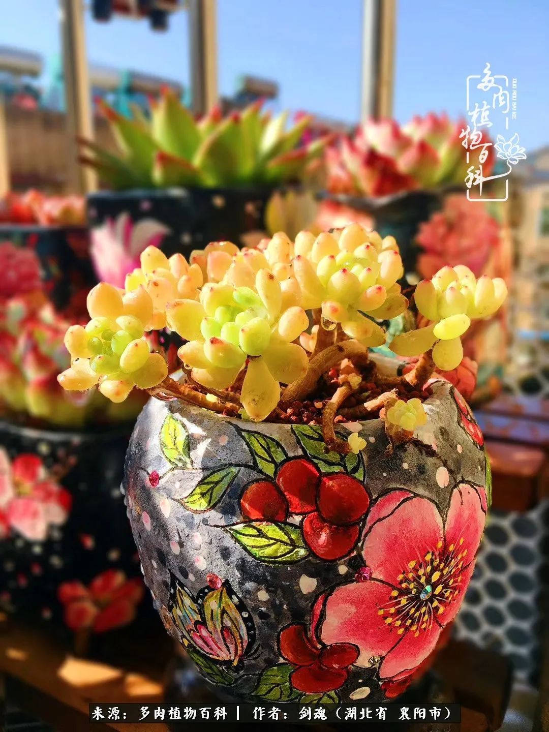 花盆|当美丽的多肉邂逅漂亮的手绘花盆,会是怎样的一种美