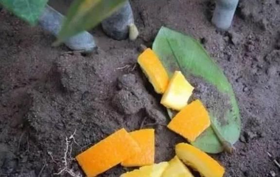 吃剩的橘子皮先别扔,放盆里,花肥钱都省了,啥污染都没有!