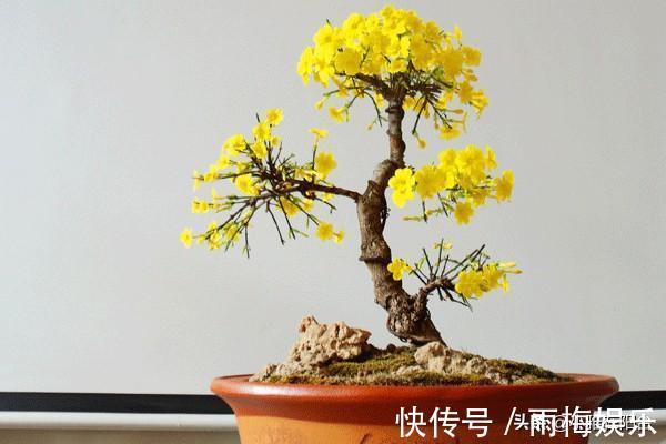 枝条|1种花,扦插就活,10天长根,能养成盆景,开成漂亮的“烟花”!
