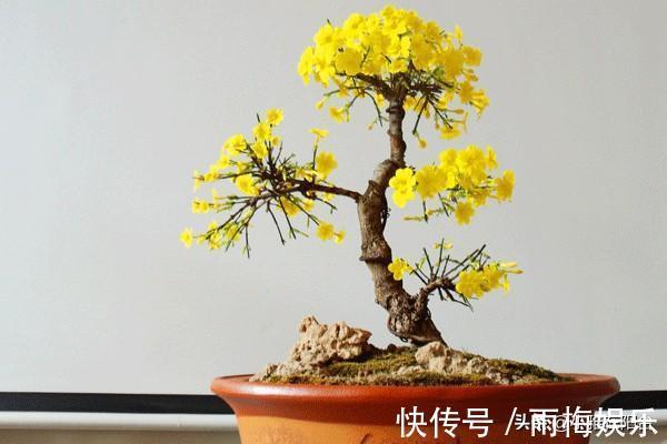 枝条|1种花，扦插就活，10天长根，能养成盆景，开成漂亮的“烟花”！